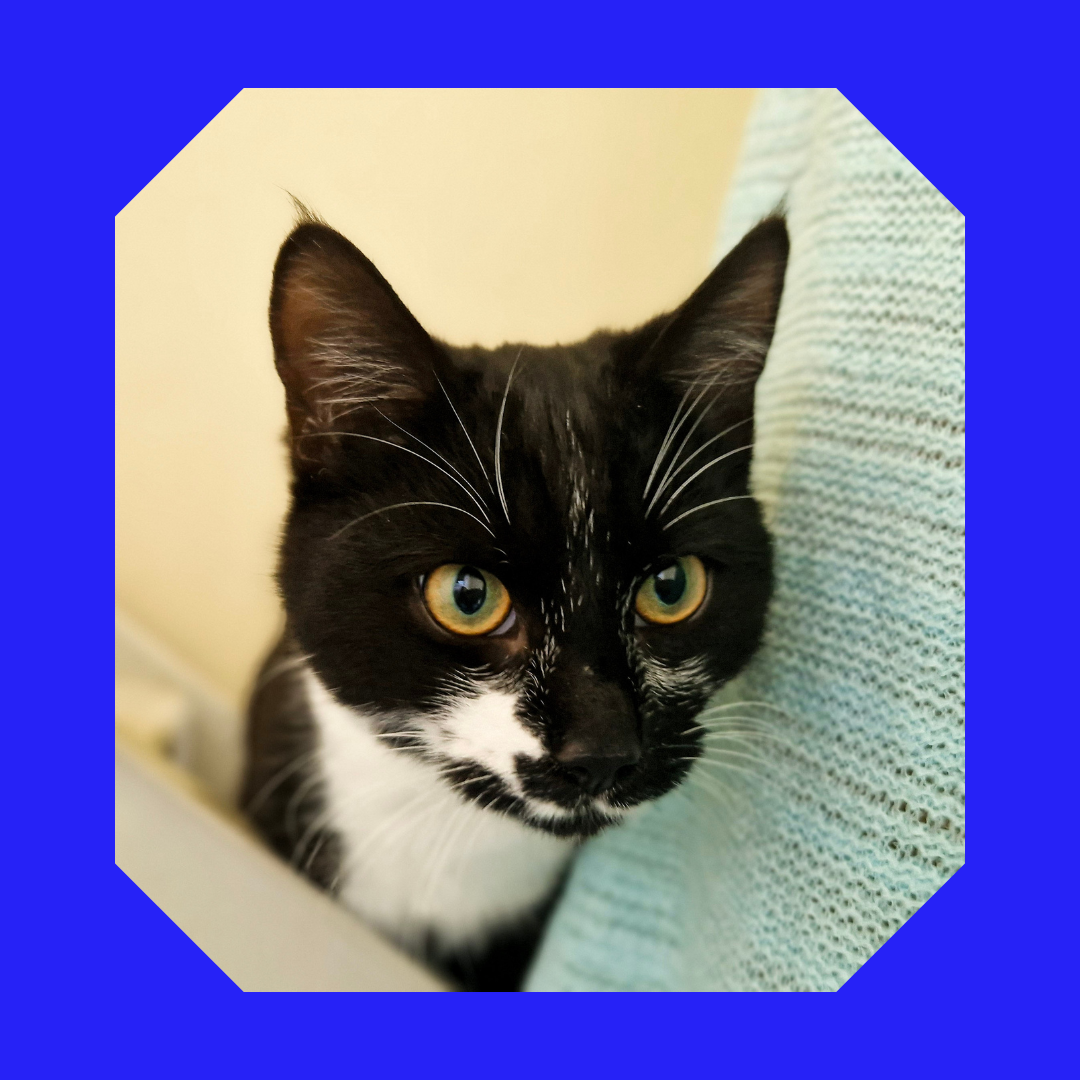 Black and white cat peeking from a light blue blanket