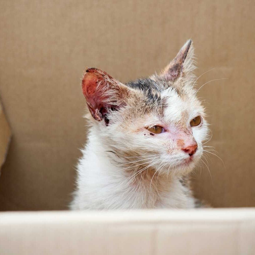 Poorly cat with skin problems in a box
