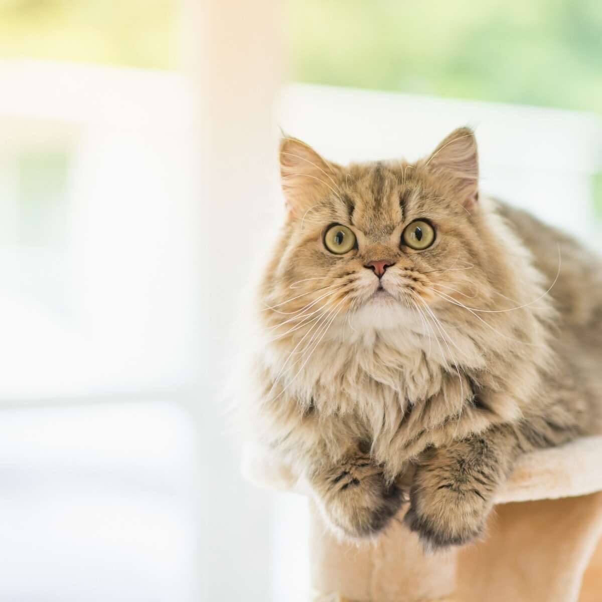 A light long haired cat sitting on cat tree